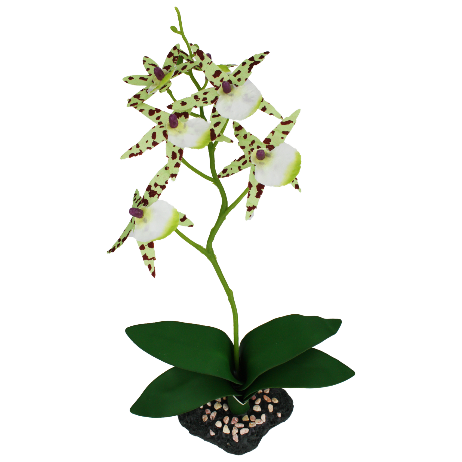 Komodo KOMODO KD-93200 Orchidée araignée avec gravier