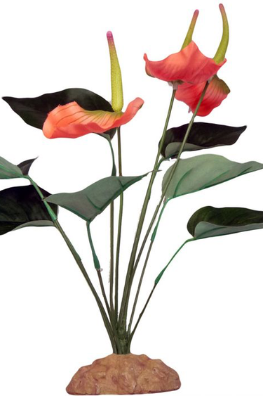 Komodo KOMODO KD-93201 Anthurium Bush avec gravier