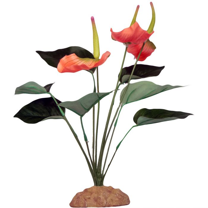 Komodo KOMODO KD-93201 Anthurium Bush avec gravier