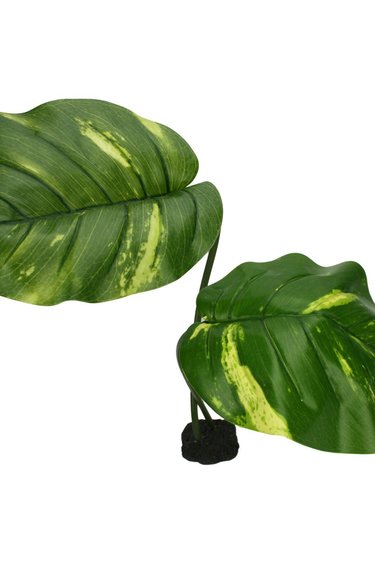 Komodo Guiana Plant Jumbo