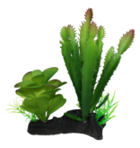 Komodo Cactus et succulent - Cactus and Succulent