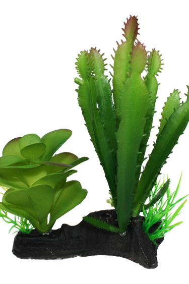 Komodo Cactus and Succulent