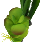 Komodo Cactus and Succulent
