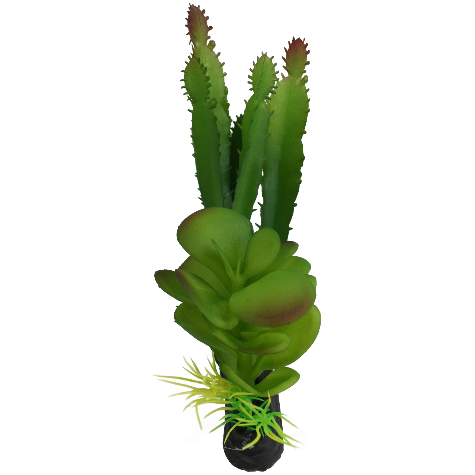 Komodo Cactus et succulent - Cactus and Succulent