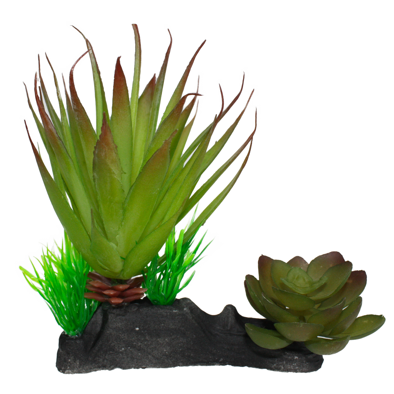Komodo Succulent