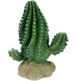 Komodo Columnar Cactus