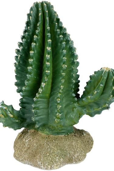 Komodo Cactus colonnaire - Columnar Cactus