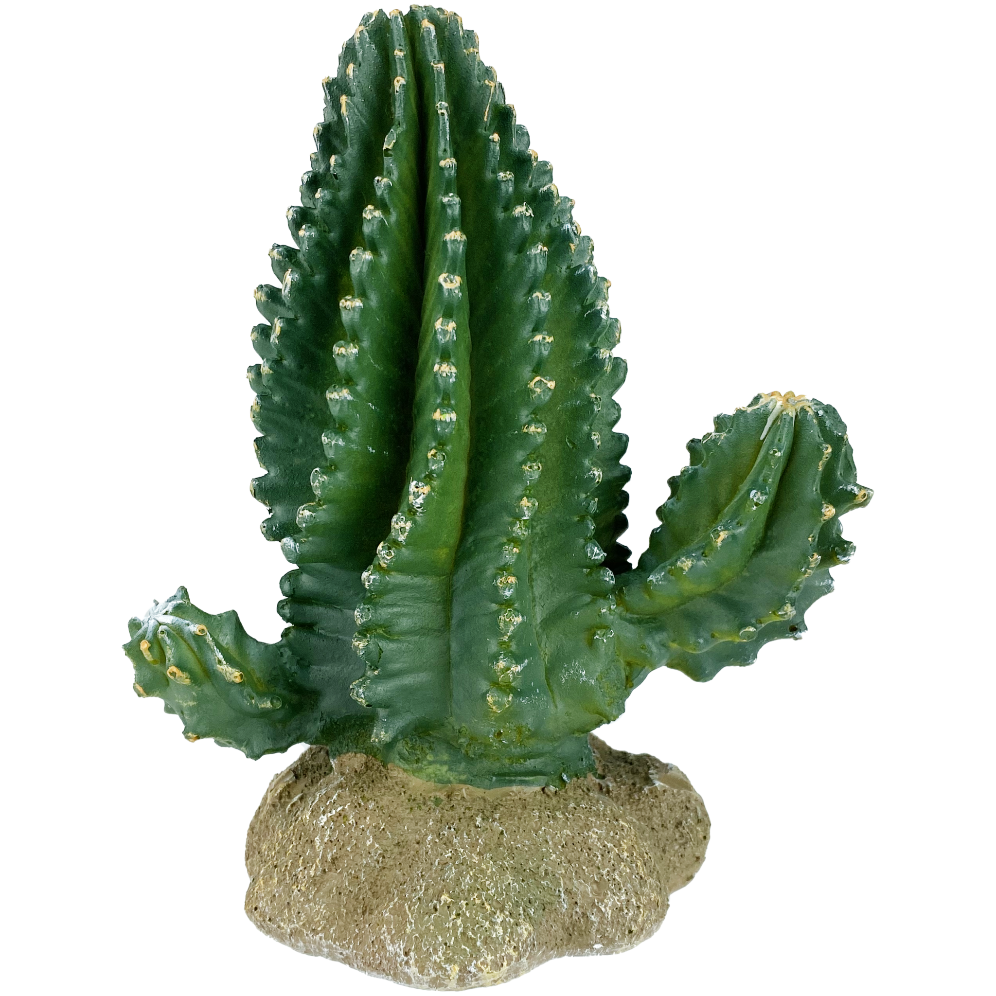 Komodo Cactus colonnaire - Columnar Cactus