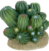 Komodo Cactus baril - Barrel Cactus