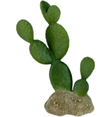 Komodo Figuier de Barbarie - Prickly Pear Cactus