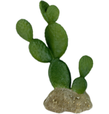 Komodo Prickly Pear Cactus