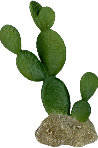 Komodo Prickly Pear Cactus