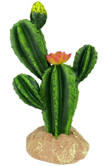 Komodo Flower Cactus