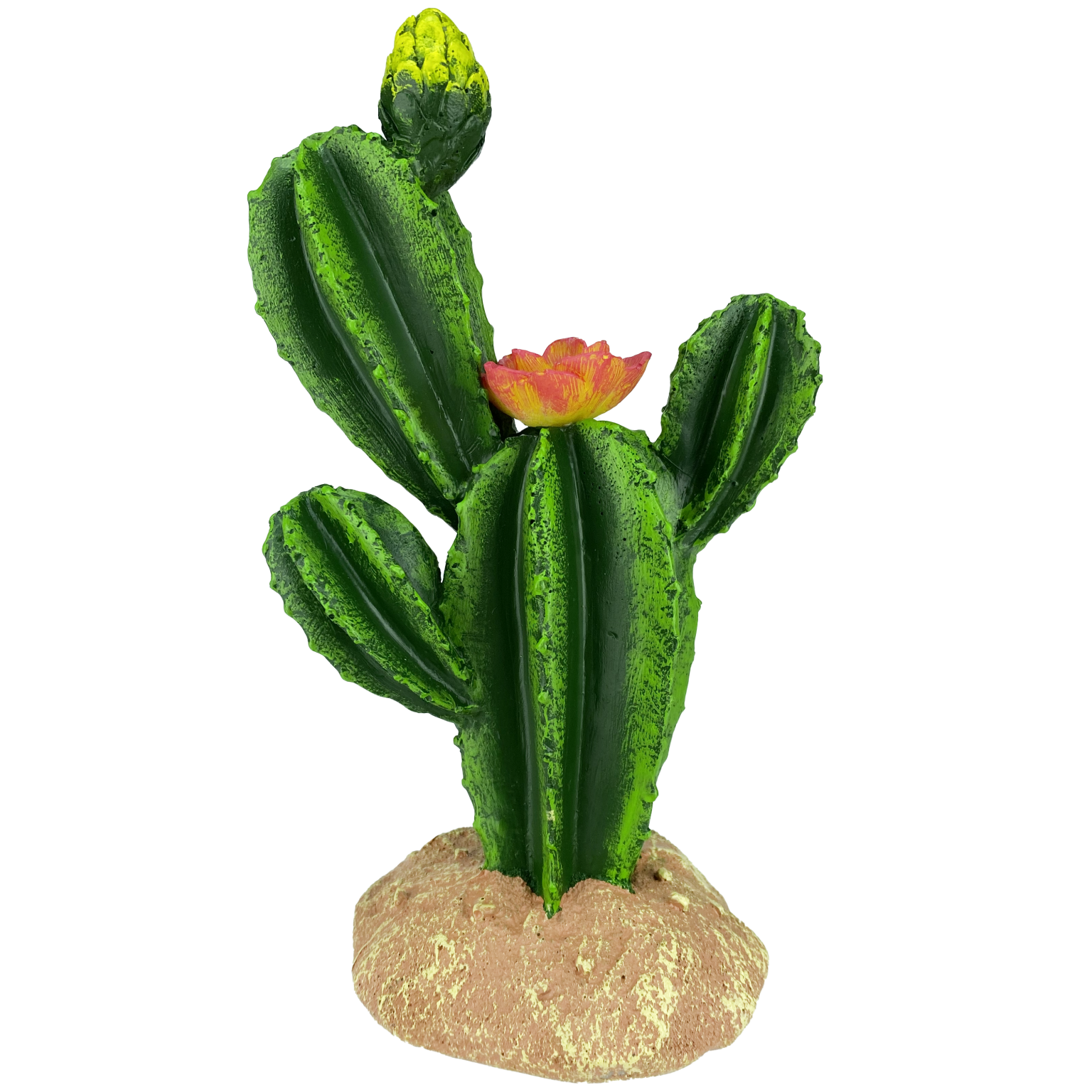 Komodo Cactus fleur - Flower Cactus