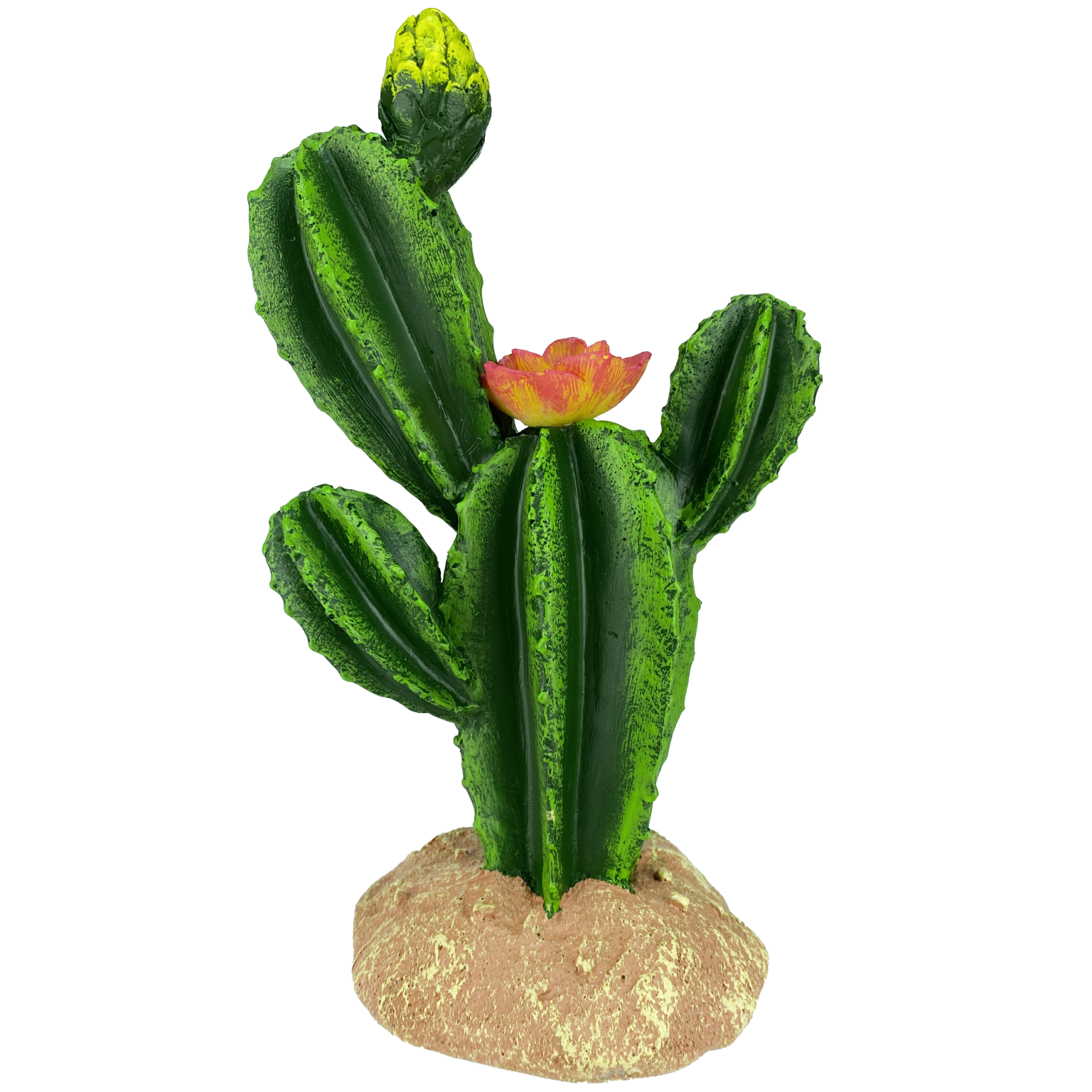 Komodo Flower Cactus