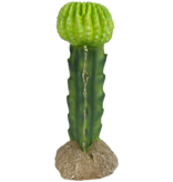 Komodo Moon Cactus