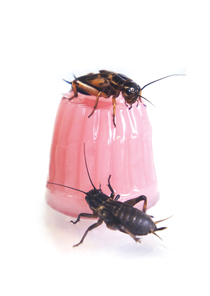 Komodo KOMODO KD-93100 Pot de Fruit en gelée 16gr chaque