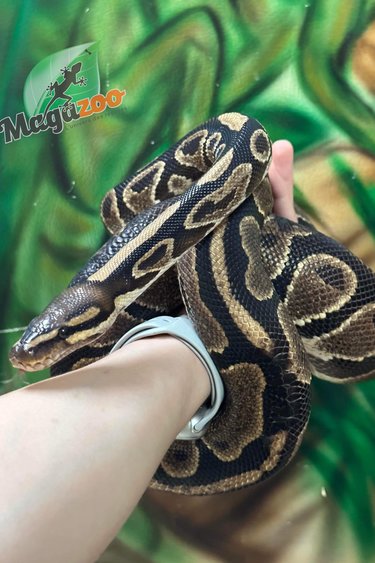 Magazoo Ball python Regular Adult Female (Scars on the back) / 2nd chance adoption
