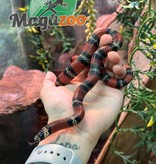 Magazoo  Milk snake black male