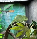 Magazoo Veiled chameleon Baby Female Low Translucent