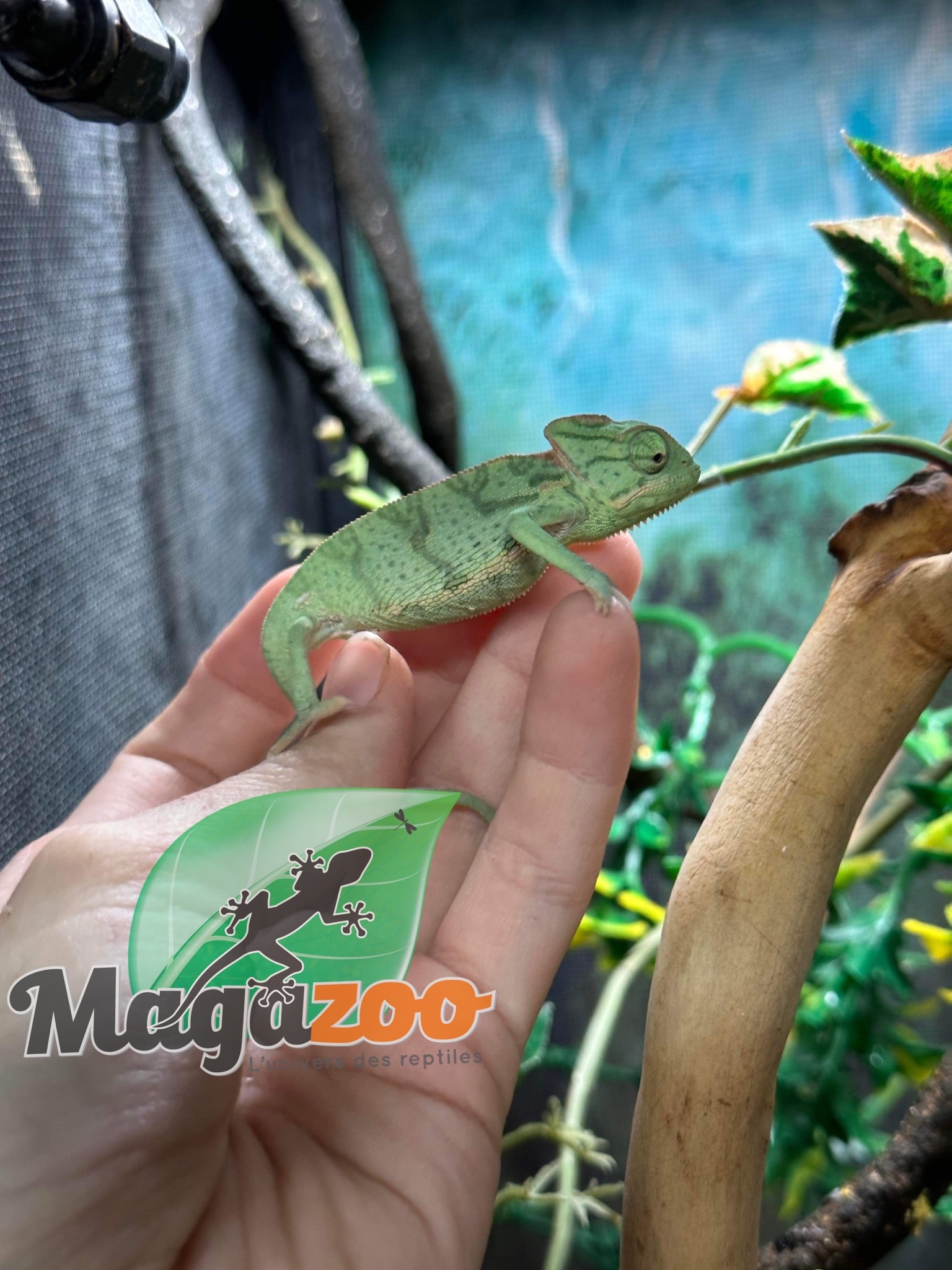 Magazoo Veiled chameleon Low Translucent Baby Male