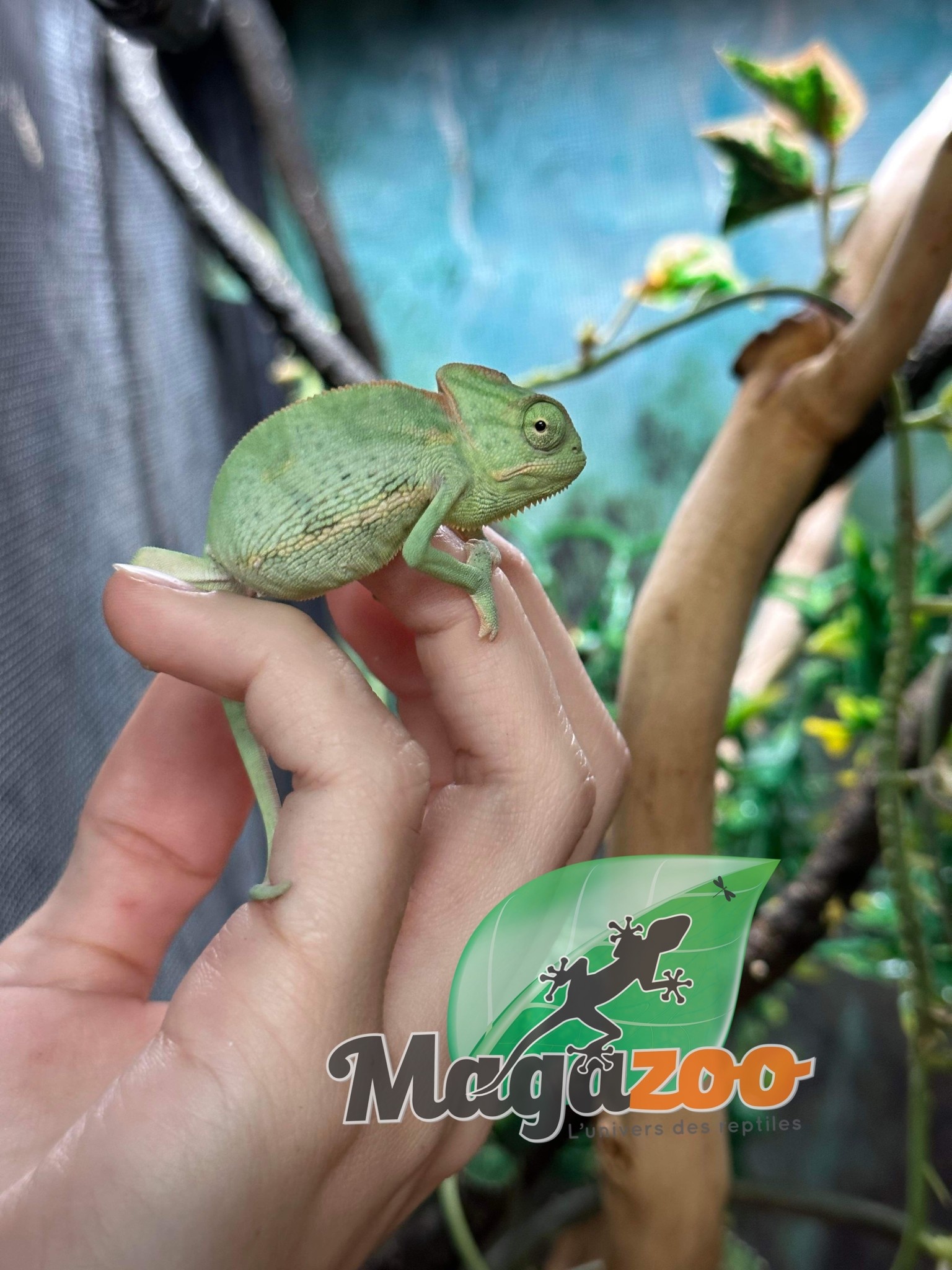 Magazoo Veiled chameleon Low Translucent Baby Male