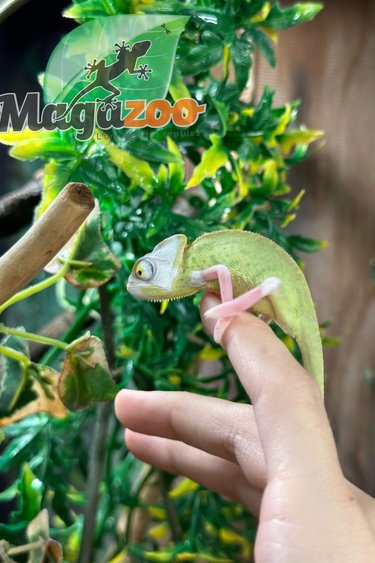 Magazoo Veiled chameleon High White male