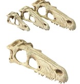 Komodo Crâne de rapaces - Raptor Skull