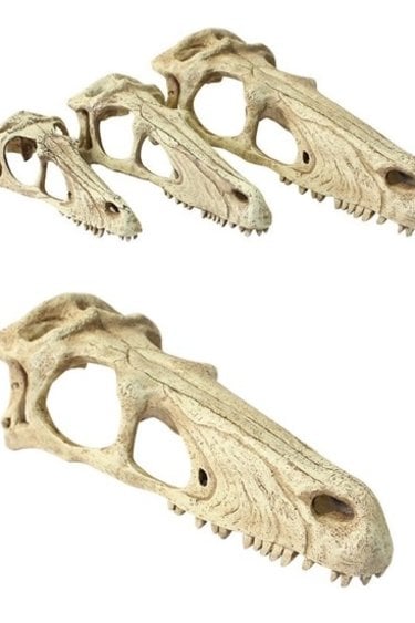 Komodo Crâne de rapaces - Raptor Skull