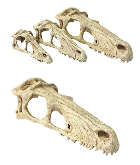 Komodo Crâne de rapaces - Raptor Skull