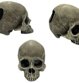 Komodo Crâne humain - Human Skull