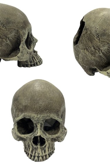 Komodo KOMODO Crâne humain