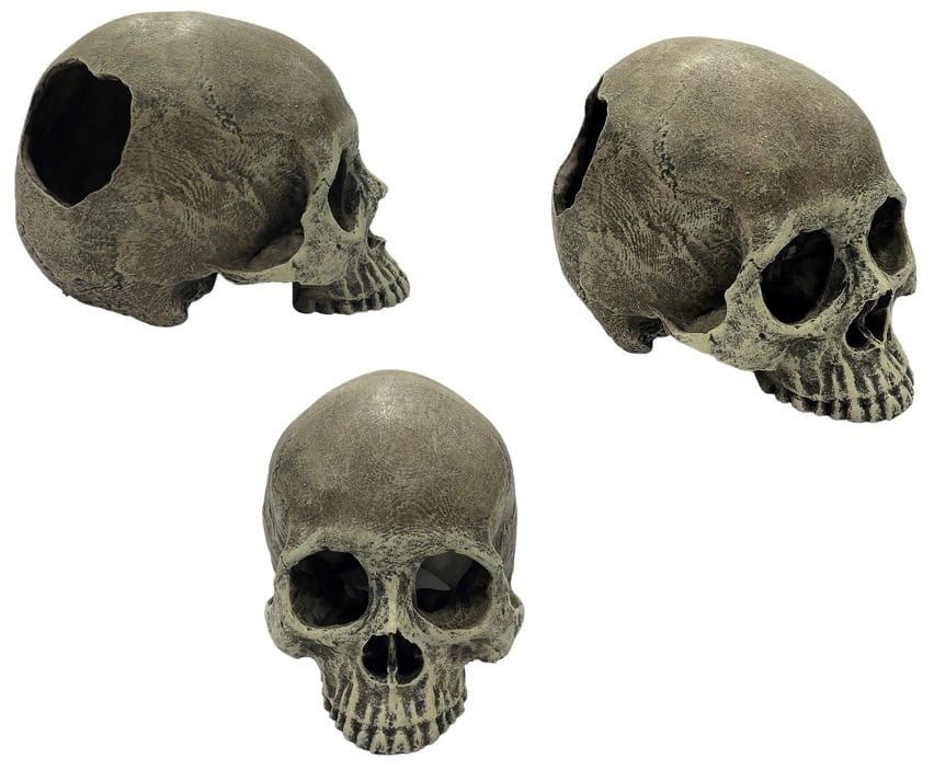 Komodo Crâne humain - Human Skull