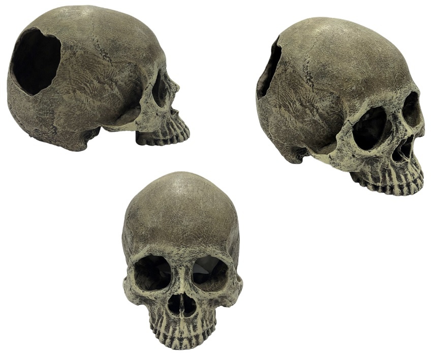 Komodo Human Skull