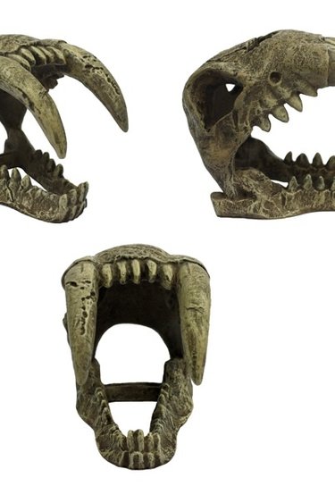 Komodo Tigre à dents de sabre - Saber Tooth Tiger
