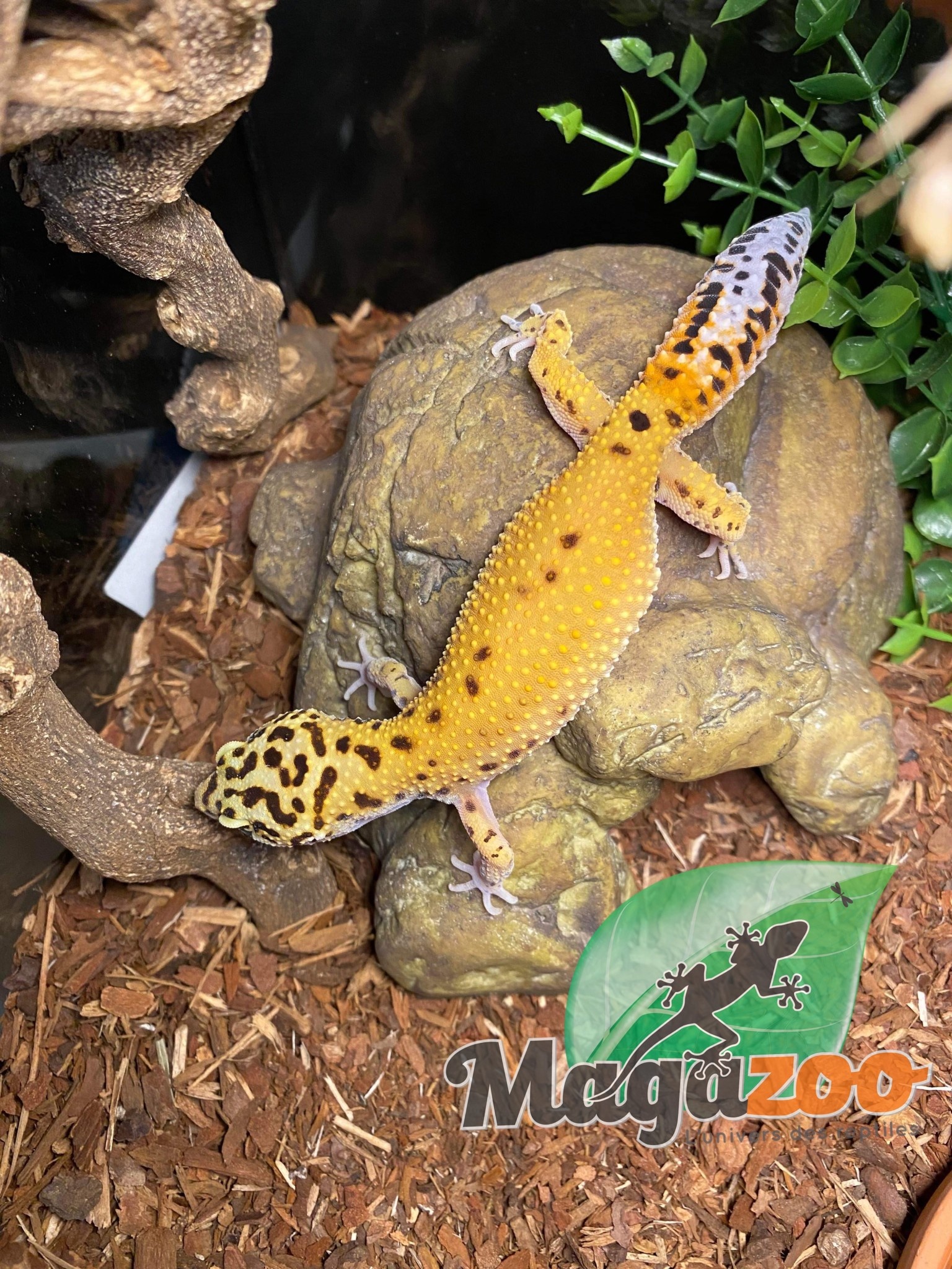 Magazoo Leopard gecko Tangerine carot tail Female born june 28, 2022