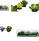 Komodo Lot de 3 succulentes - Succulent 3pk