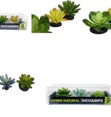 Komodo Succulent 3pk
