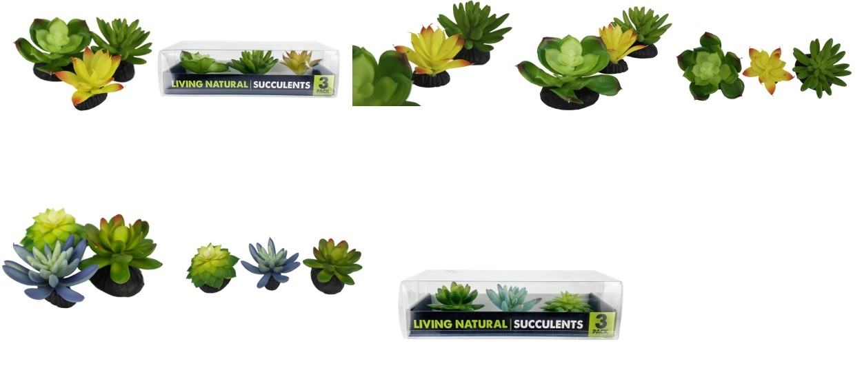 Komodo Lot de 3 succulentes - Succulent 3pk