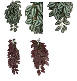Komodo KOMODO Plante grimpante Zebrina