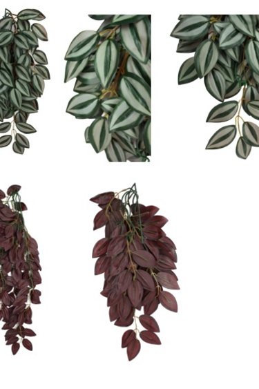 Komodo KOMODO Plante grimpante Zebrina