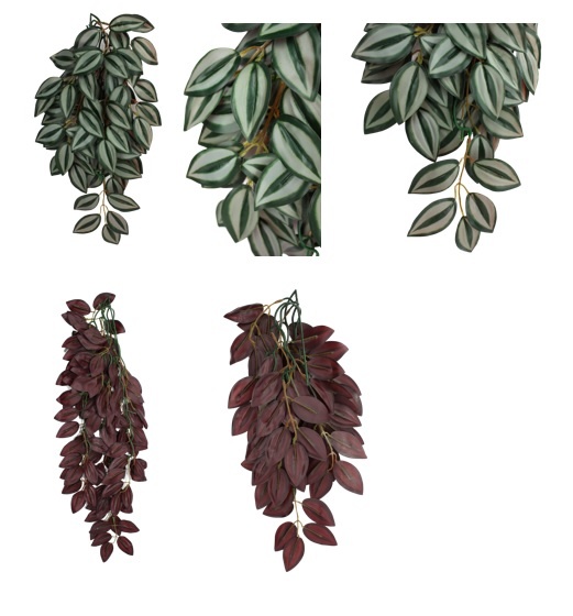 Komodo KOMODO Plante grimpante Zebrina