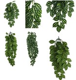 Komodo Plante Grimpante Feuille Bicolore - Climbing Plant Two-Tone Leaf