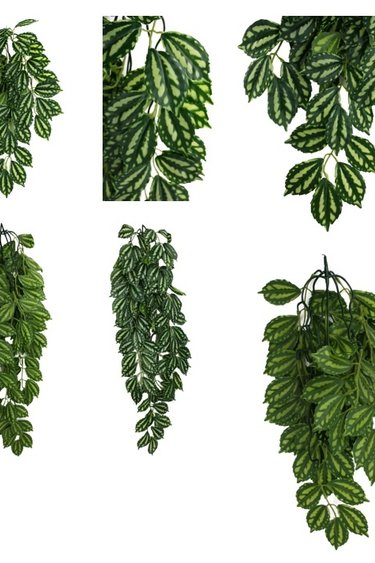 Komodo KOMODO Plante Grimpante Feuille Bicolore