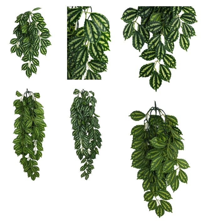 Komodo Plante Grimpante Feuille Bicolore - Climbing Plant Two-Tone Leaf