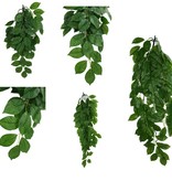Komodo Feuille Verte Plante Grimpante - Climbing Plant Green Leaf