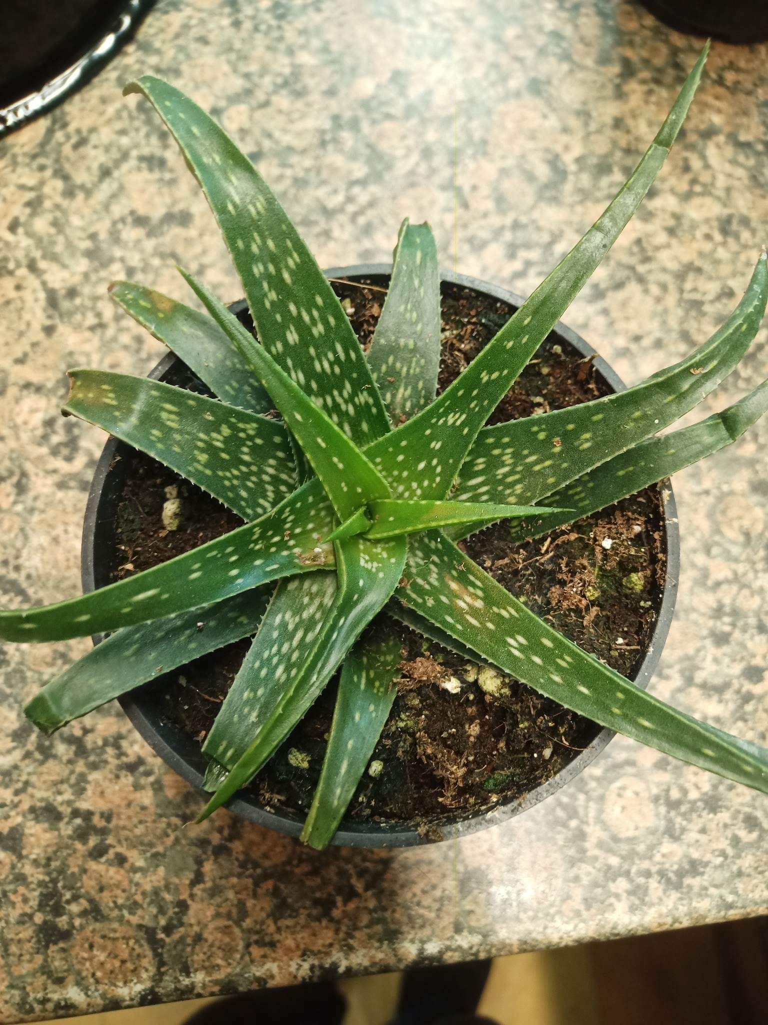 Magazoo Aloe maculata plant