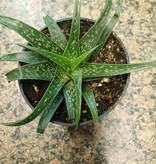 Magazoo Aloe maculata plant