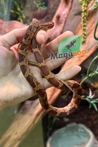 Magazoo Serpent des Blés Régulier femelle (2021) #2