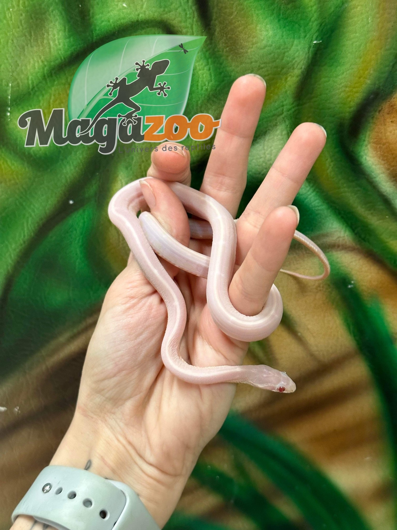 Magazoo Serpent des blés Scaleless Snow  Femelle
